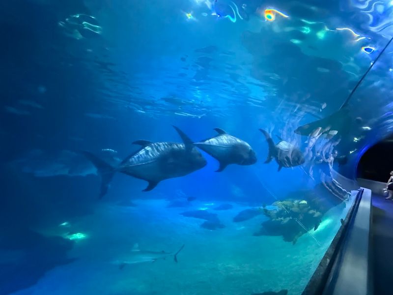 The Marine Life Beyond the Turtles