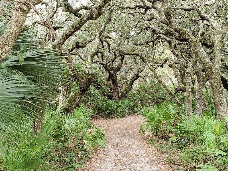 The Maritime Forest: Ancient Oaks and Spanish Moss