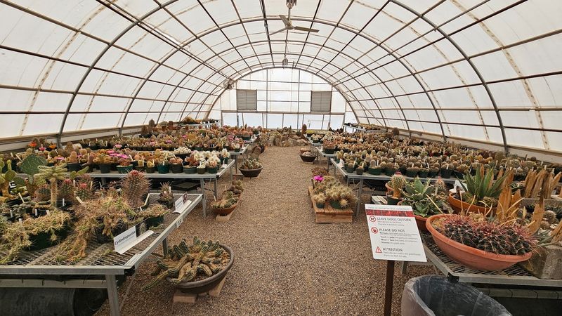 The Maxie Templeton Cactus Museum Collection, a Greenhouse Like No Other The Maxie Templeton Cactus Museum Collection, a Greenhouse Like No Other