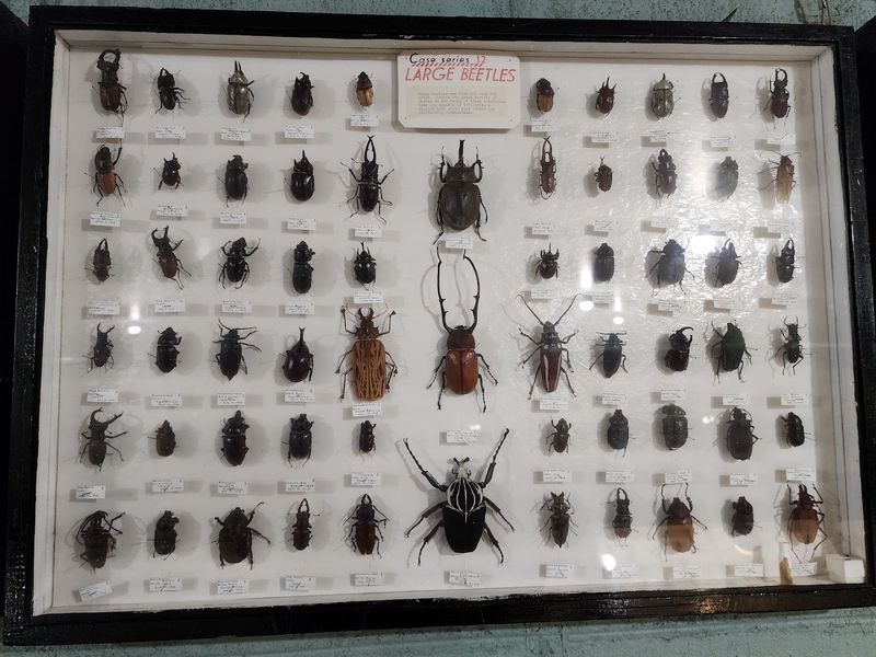 The May Natural History Museum: What Waits Beyond the Beetle The May Natural History Museum: What Waits Beyond the Beetle