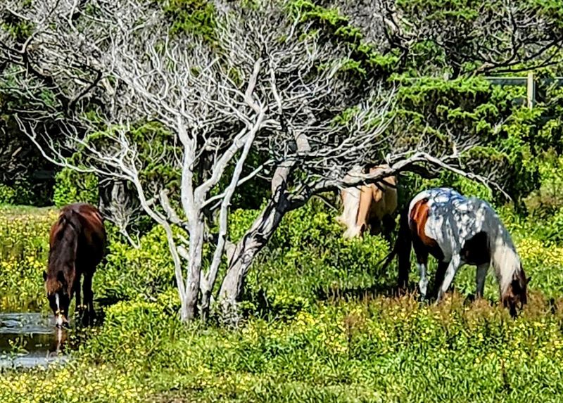 The Ocracoke Pony Pens and Banker Horses