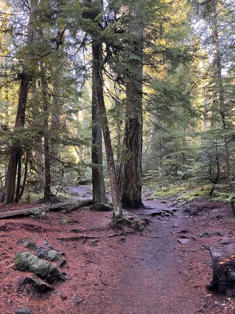 The Old-Growth Forest Corridor Between the Falls