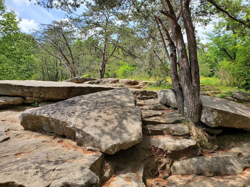 The Old-Growth Forest and the Natural Area Around the Falls