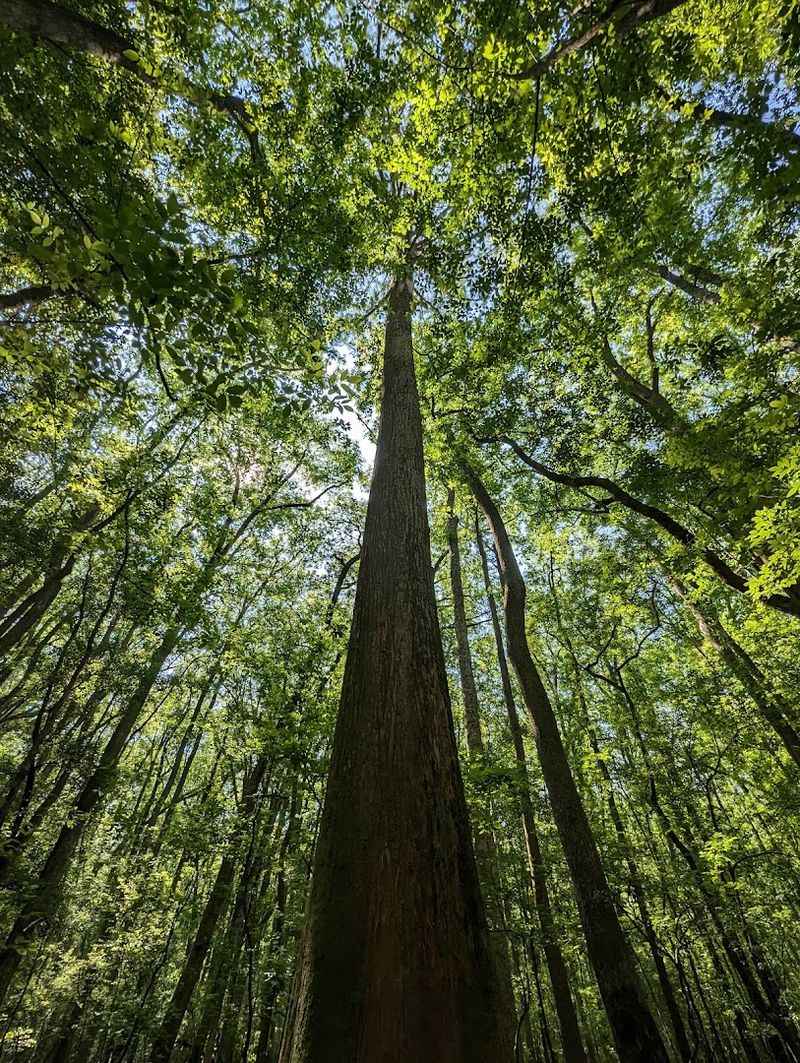 The Old-Growth Trees Steal The Show The Old-Growth Trees Steal The Show