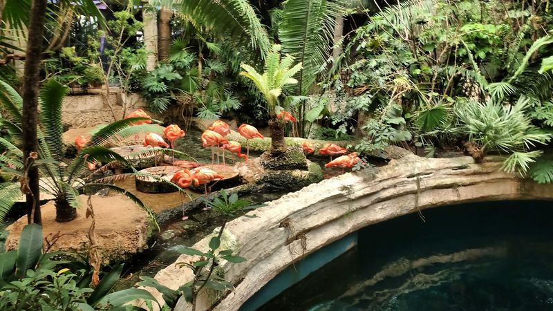The Orinoco Rainforest Exhibit, A Three-Level Journey Through The Amazon The Orinoco Rainforest Exhibit, A Three-Level Journey Through The Amazon