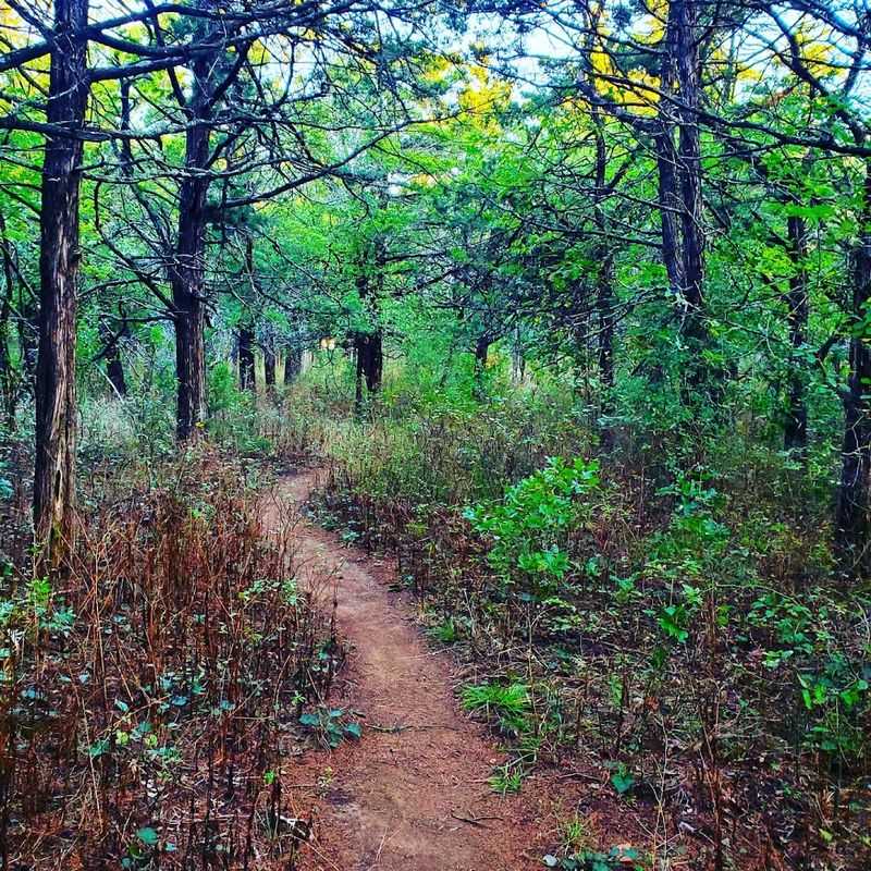 The Parallel Forest, Lawton, Oklahoma The Parallel Forest, Lawton, Oklahoma
