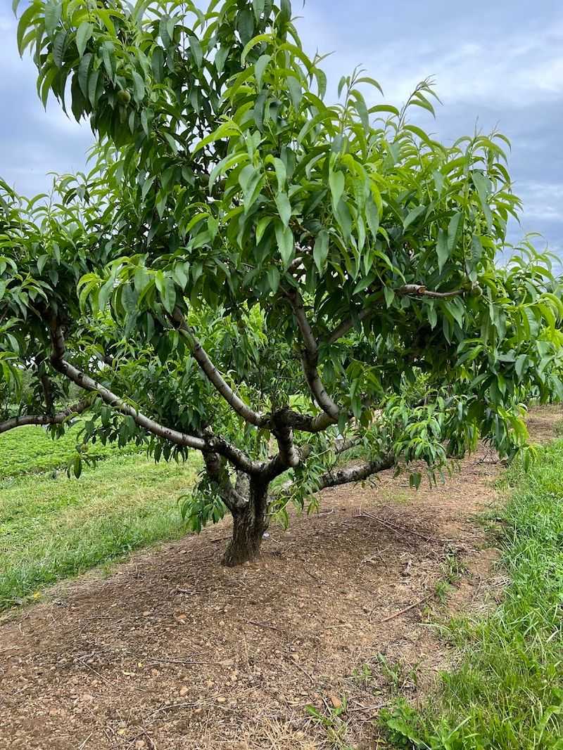 The Peaches Are Ready From July Through September