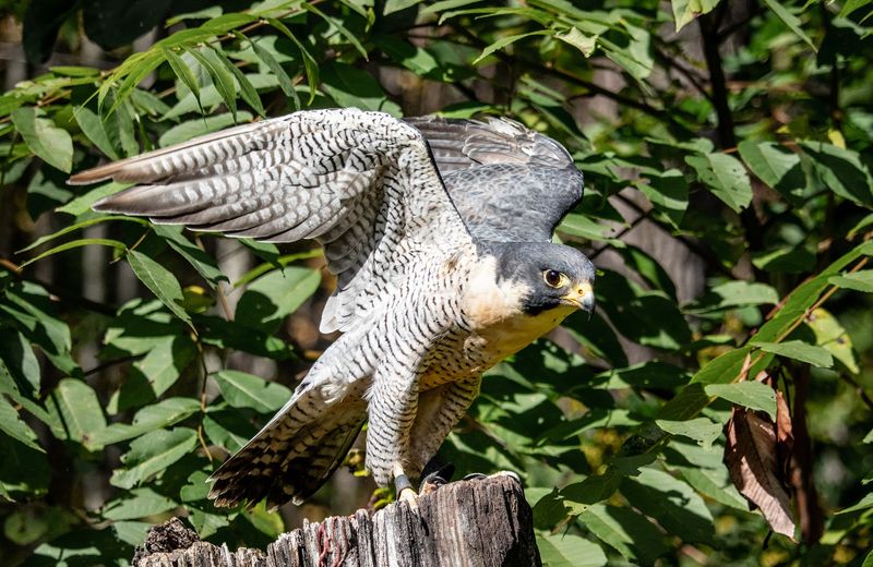 The Peregrine Falcon Restoration Project The Peregrine Falcon Restoration Project