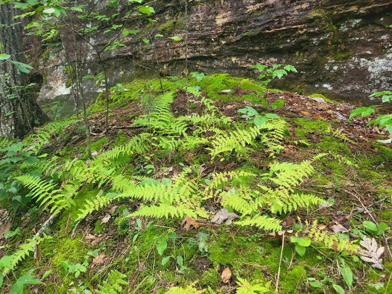 The Plants Here Tell An Older Story The Plants Here Tell An Older Story