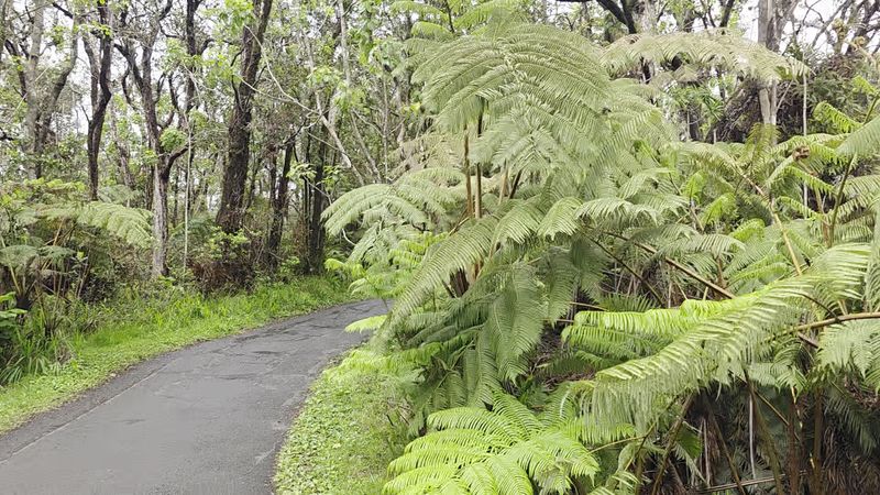 The Rainforest Walk That Frames the Whole Experience The Rainforest Walk That Frames the Whole Experience