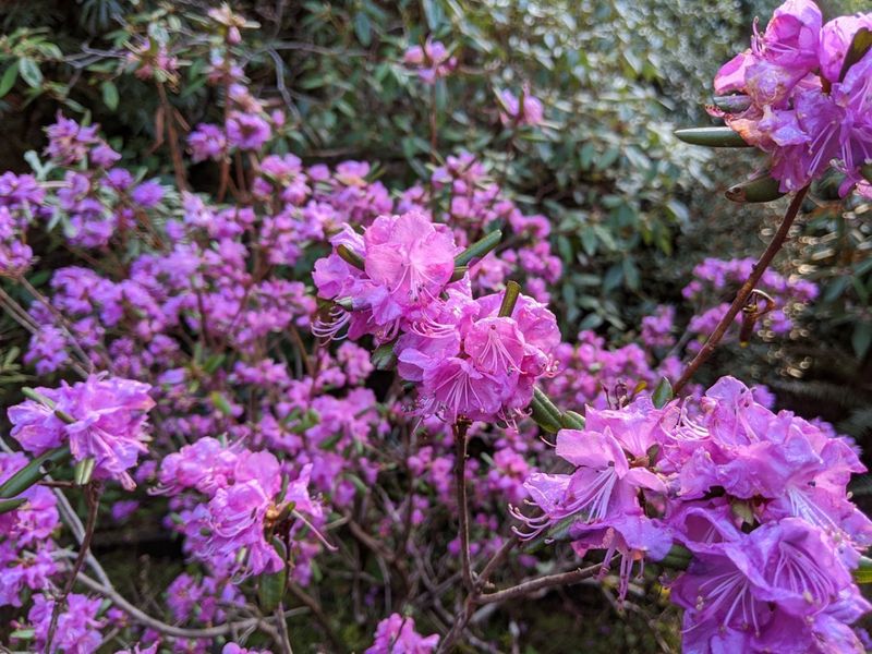 The Rhododendron Tapestry That Covers the Hillside