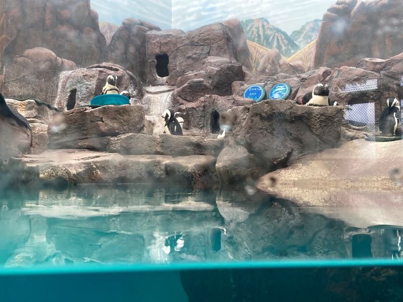 The Sea Lion Show That Steals the Crowd Every Time