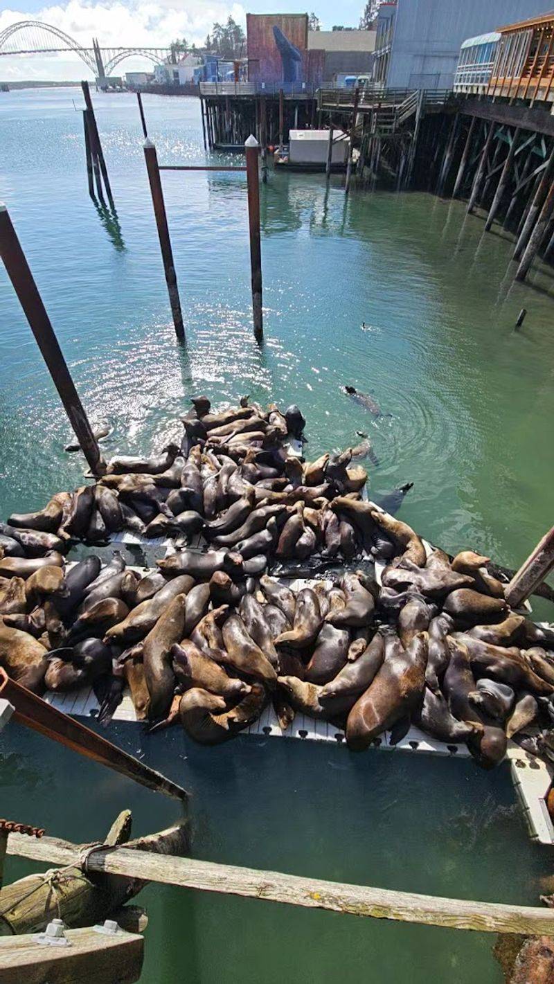 The Sea Lions of the Bayfront Docks