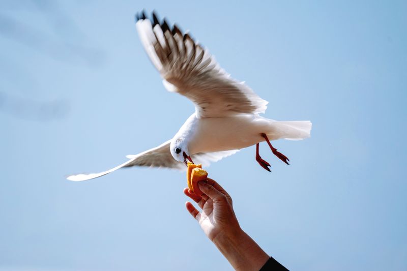 The Seagull Feeder Who Starts an Aerial Food Fight