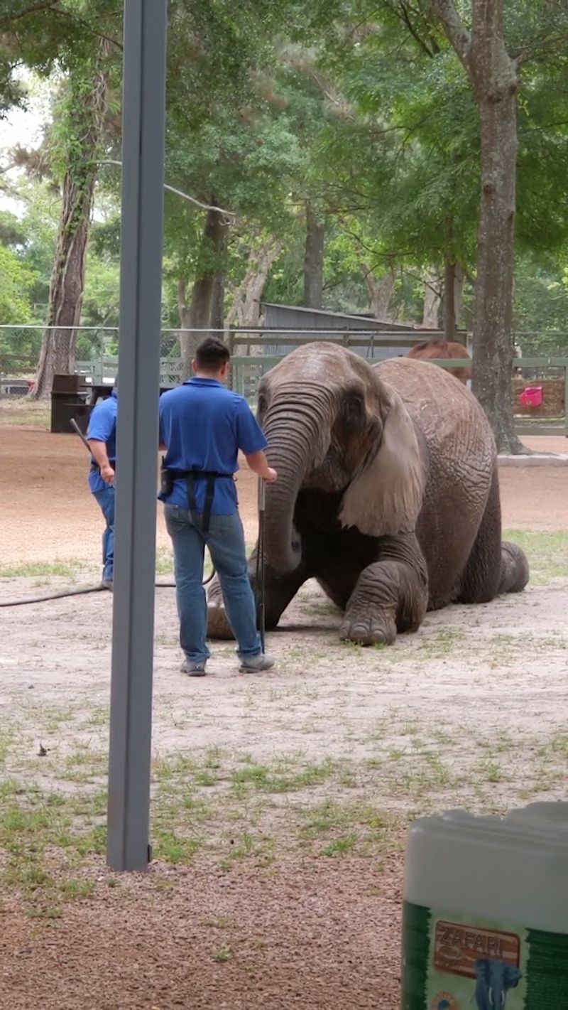 The Story Behind the East Texas Elephant Experience