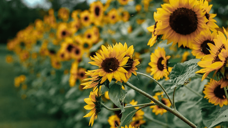 The Sunflower Fields That Make You Stop Walking The Sunflower Fields That Make You Stop Walking