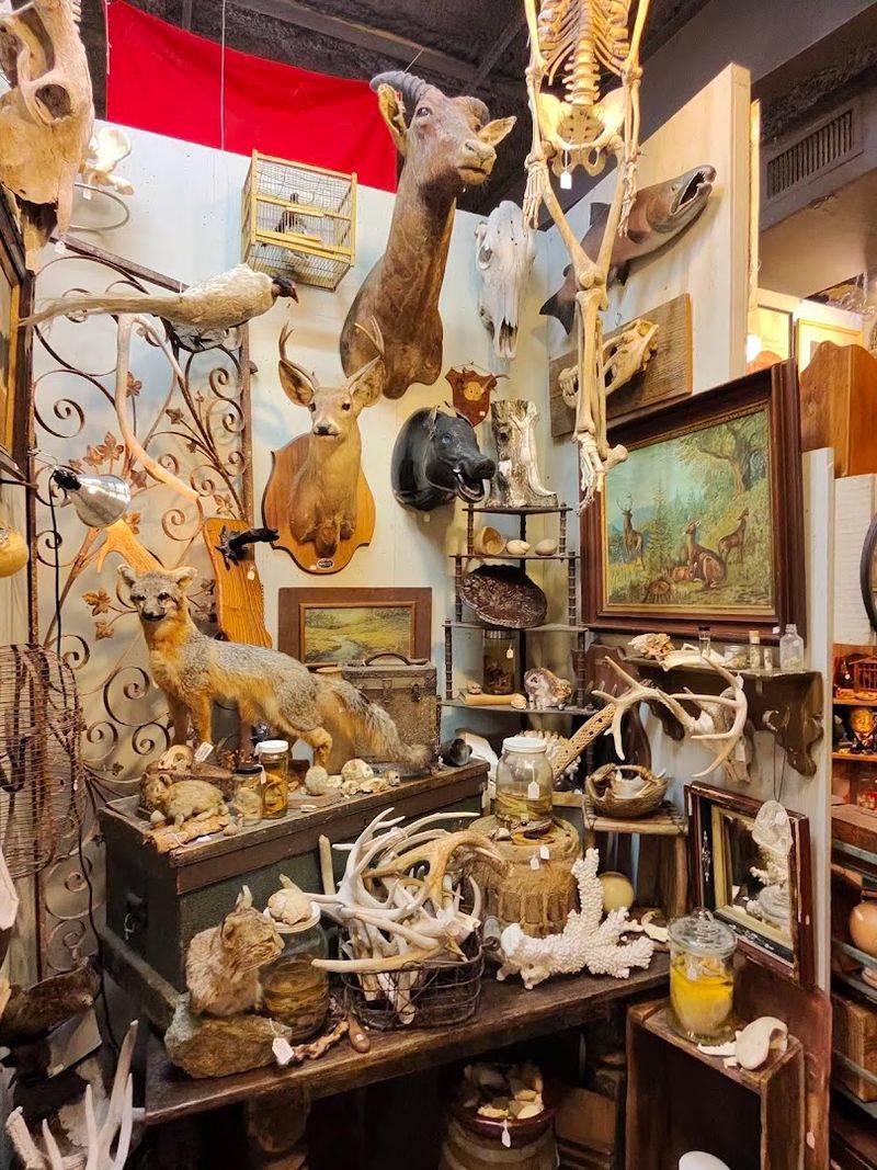 The Taxidermy That Will Stop You Cold The Taxidermy That Will Stop You Cold