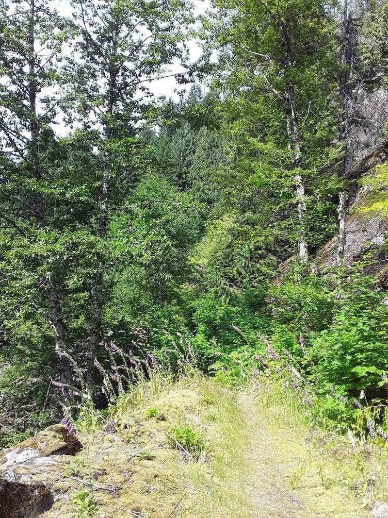 The Trail Itself: Four Miles of Flat, Forest-Wrapped History