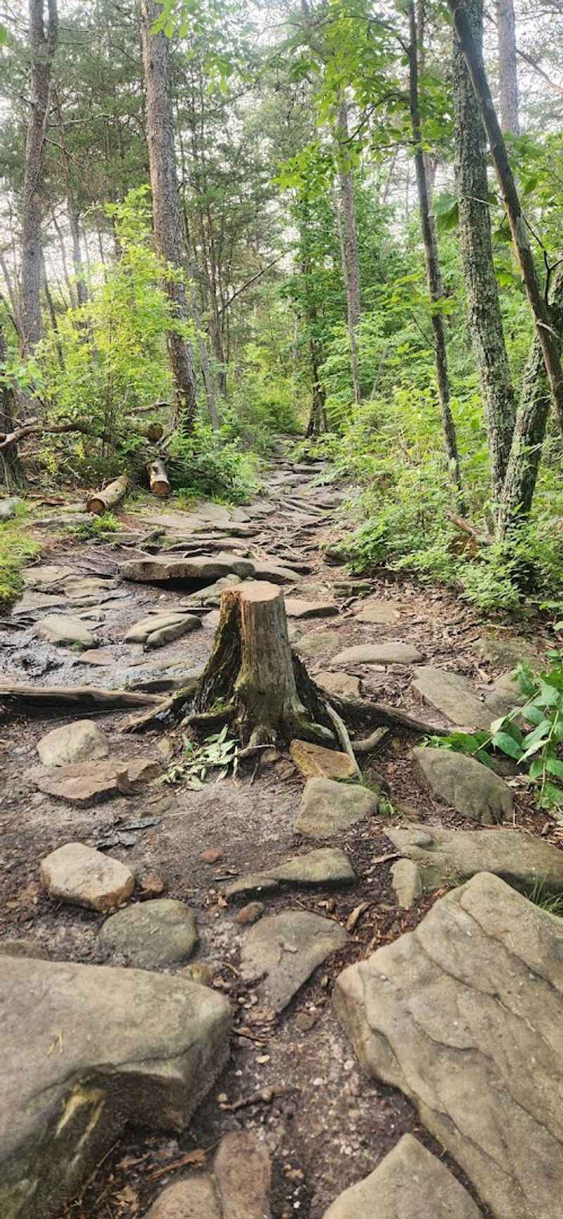 The Trail Itself: Short, Sweet, and Surprisingly Rewarding