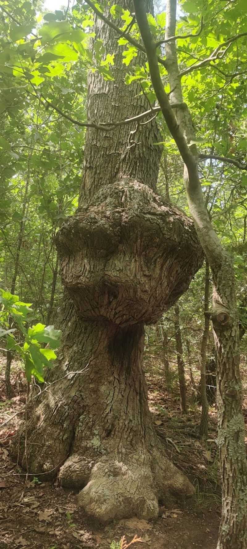 The Trees Steal The Whole Show The Trees Steal The Whole Show