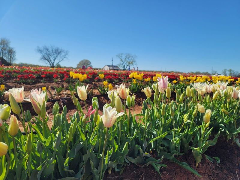 The Tulip Fields: A Sea of Color That Stops You in Your Tracks