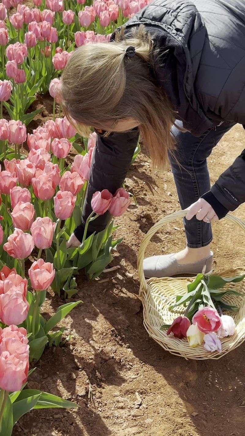 The U-Pick Experience: Choosing Your Own Blooms Row by Row