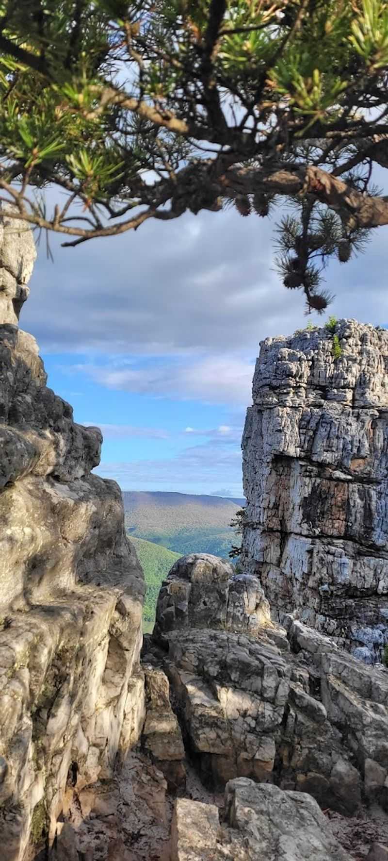 The Unique Ecology of North Fork Mountain