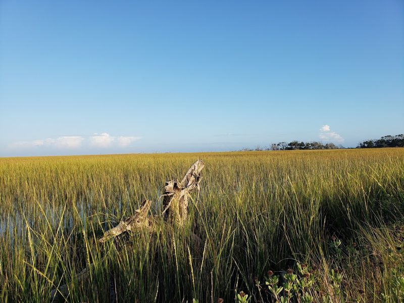 The Walk In Through Salt Marsh and Shell-Covered Paths The Walk In Through Salt Marsh and Shell-Covered Paths