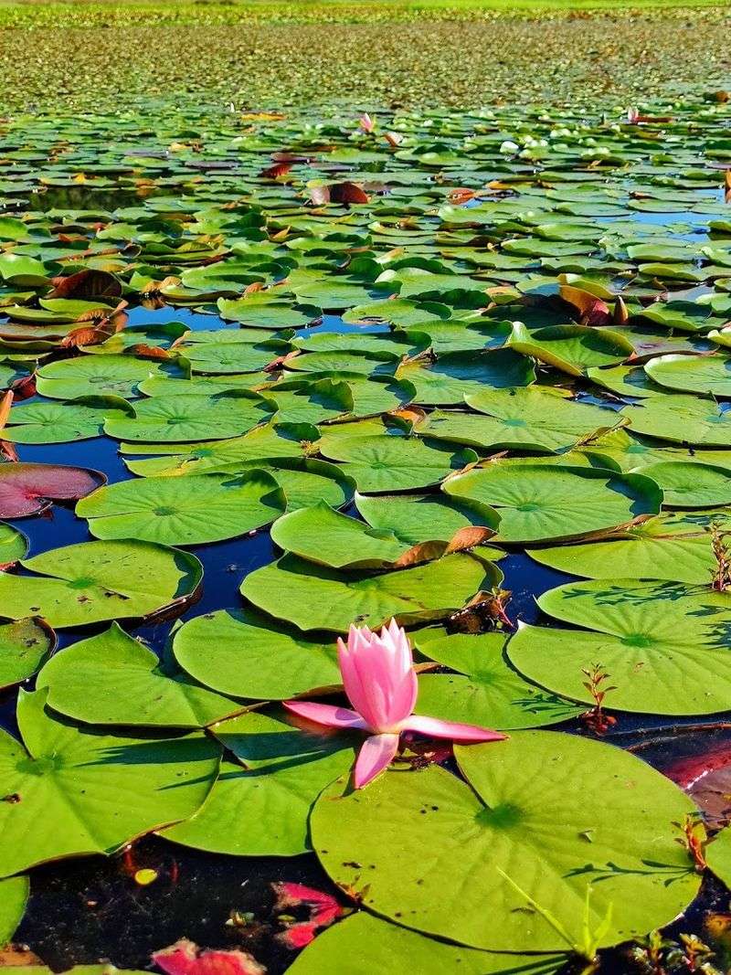 The Wetlands, Lakes, and the Wildlife That Call Them Home