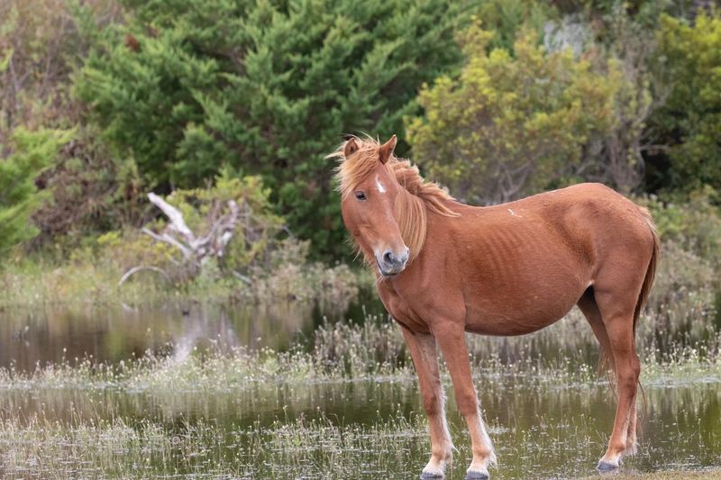 The Wild Horses of Shackleford Banks