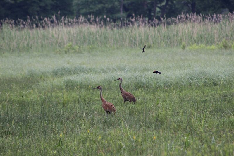 The Wildlife Sanctuary Hidden Within the WMA The Wildlife Sanctuary Hidden Within the WMA