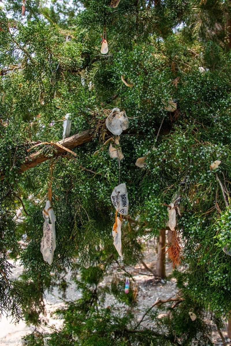 The Wishing Tree and the Shells That Carry Stories The Wishing Tree and the Shells That Carry Stories