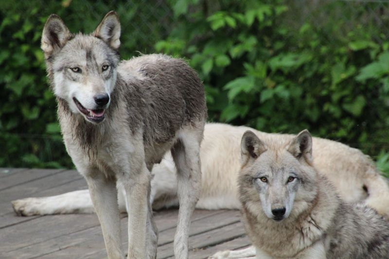 The Wolves That Call New Hampshire Home