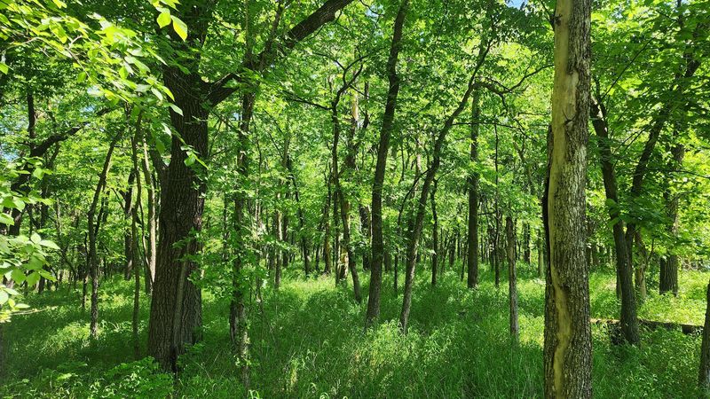 The Woods Keep It Interesting The Woods Keep It Interesting