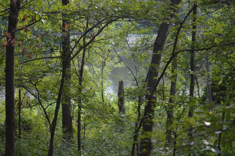 The Woods Pull You In Fast The Woods Pull You In Fast