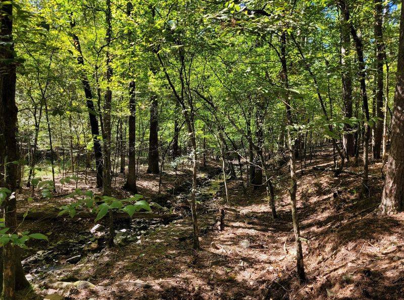 The Woods Pull You In Fast The Woods Pull You In Fast