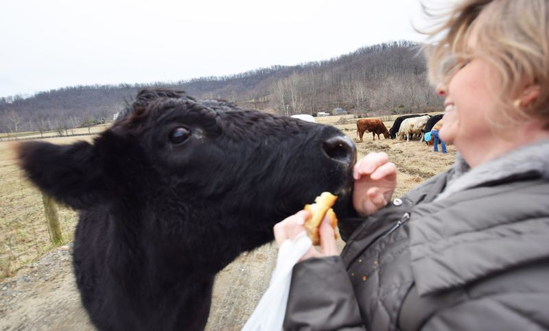 The Working Farm Experience That Brings It All to Life