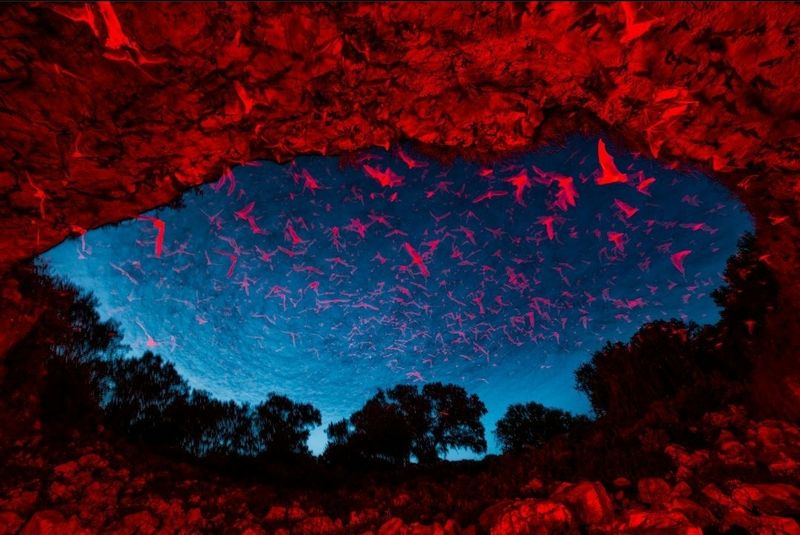 The World's Largest Bat Colony and What That Actually Means