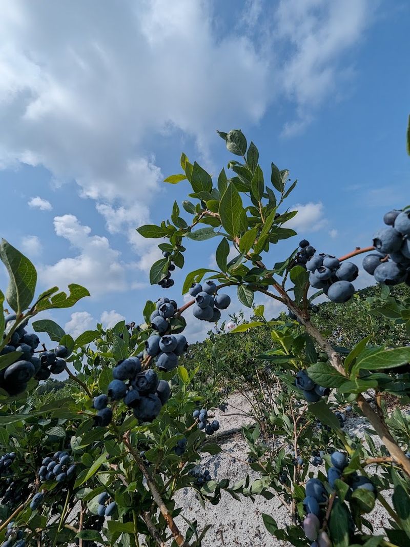 These Berries Come With Serious Local Roots