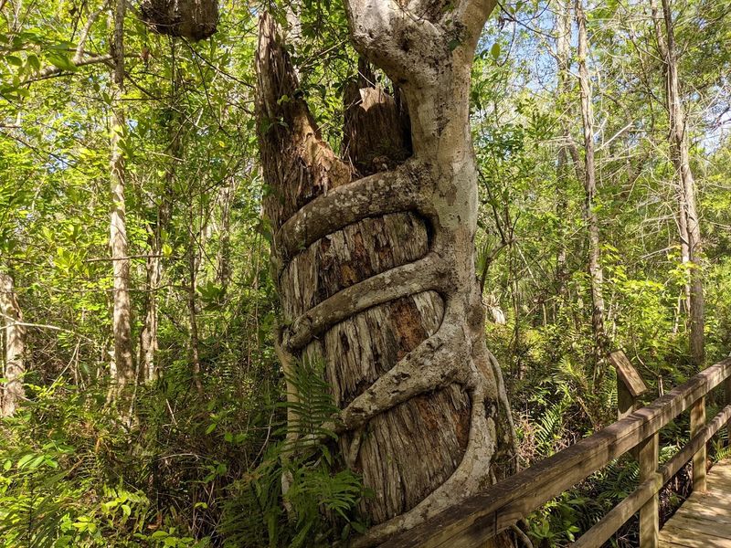 These Trees Feel Almost Unreal