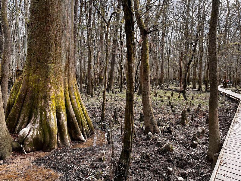 This Forest Lives With Water This Forest Lives With Water