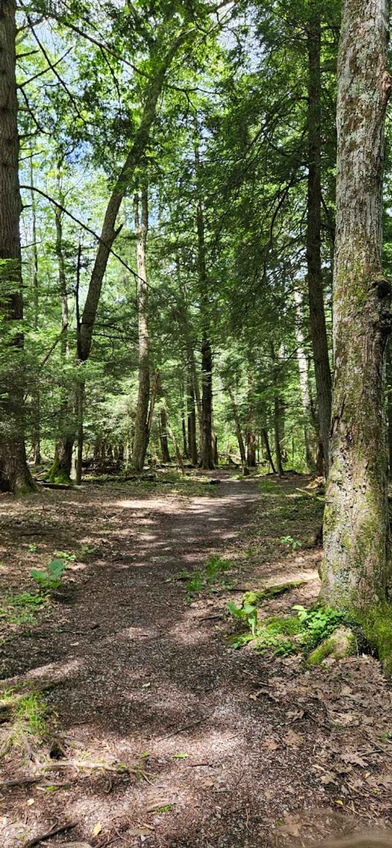 This Forest Proves Age And Height Can Be Majestic This Forest Proves Age And Height Can Be Majestic