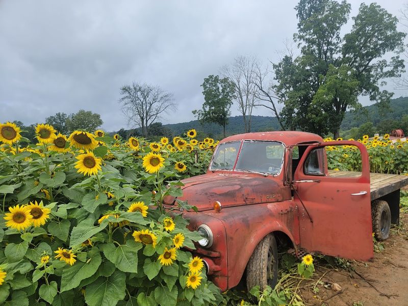 Thousands Of Sunflowers Standing Tall Thousands Of Sunflowers Standing Tall