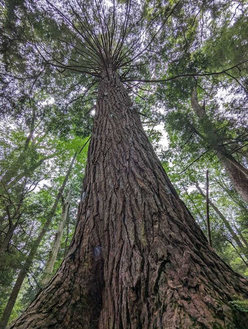Towering Hemlocks Reach More Than 90 Feet High Towering Hemlocks Reach More Than 90 Feet High