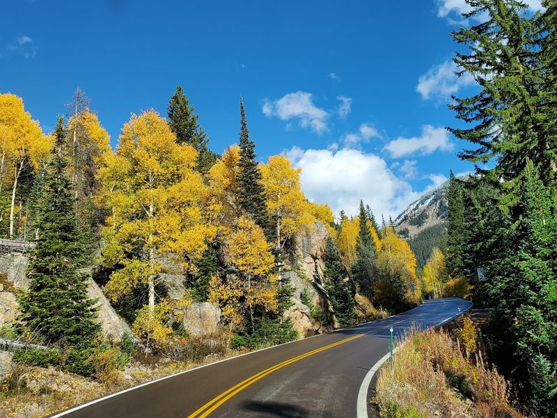 Tracking the Blooms: The Independence Pass Foundation's Scientific Work