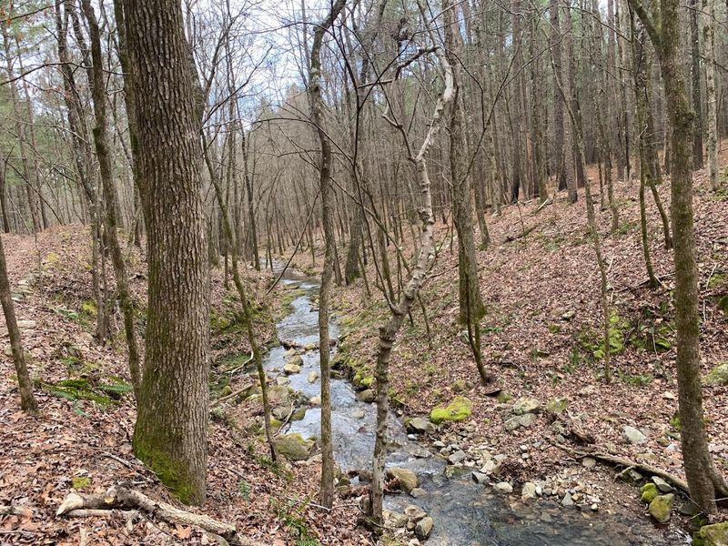 Trails, Camping, and the Forest That Wraps Around Everything Trails, Camping, and the Forest That Wraps Around Everything