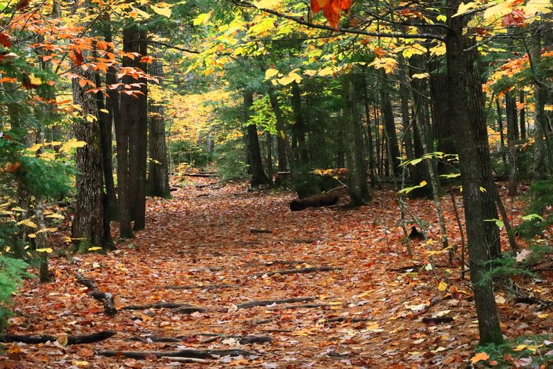 Trails That Suit Every Mood and Muscle