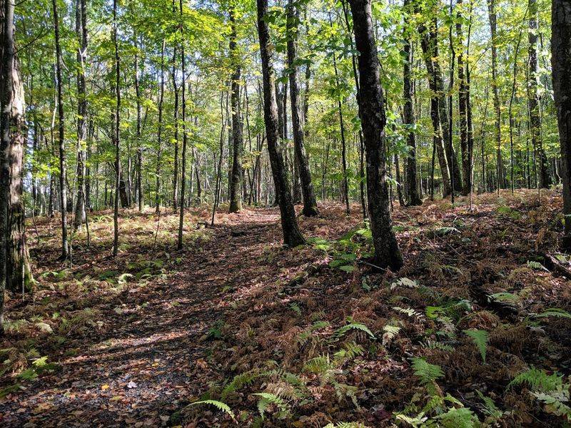 Trails That Tell Tales
