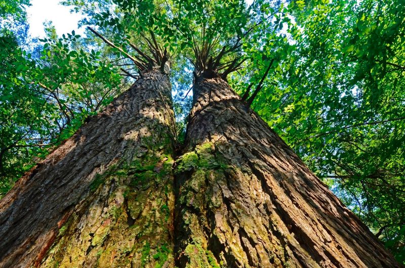 Trails Wind Beneath Canopies Older Than America Trails Wind Beneath Canopies Older Than America