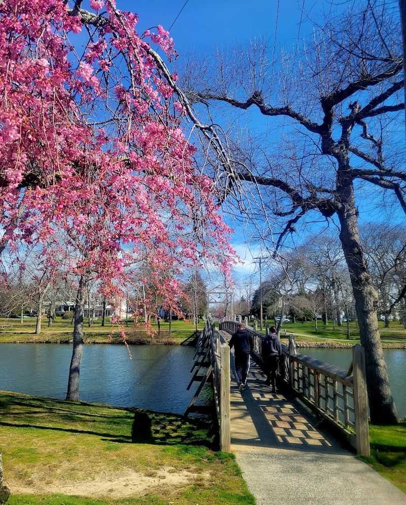 Tree-Lined Streets Perfect For Summer Strolls Tree-Lined Streets Perfect For Summer Strolls